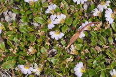 Scaevola hookeri