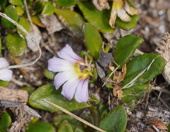 Scaevola hookeri