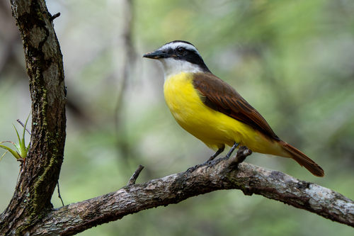 Great Kiskadee (Pitangus sulphuratus), photo 8