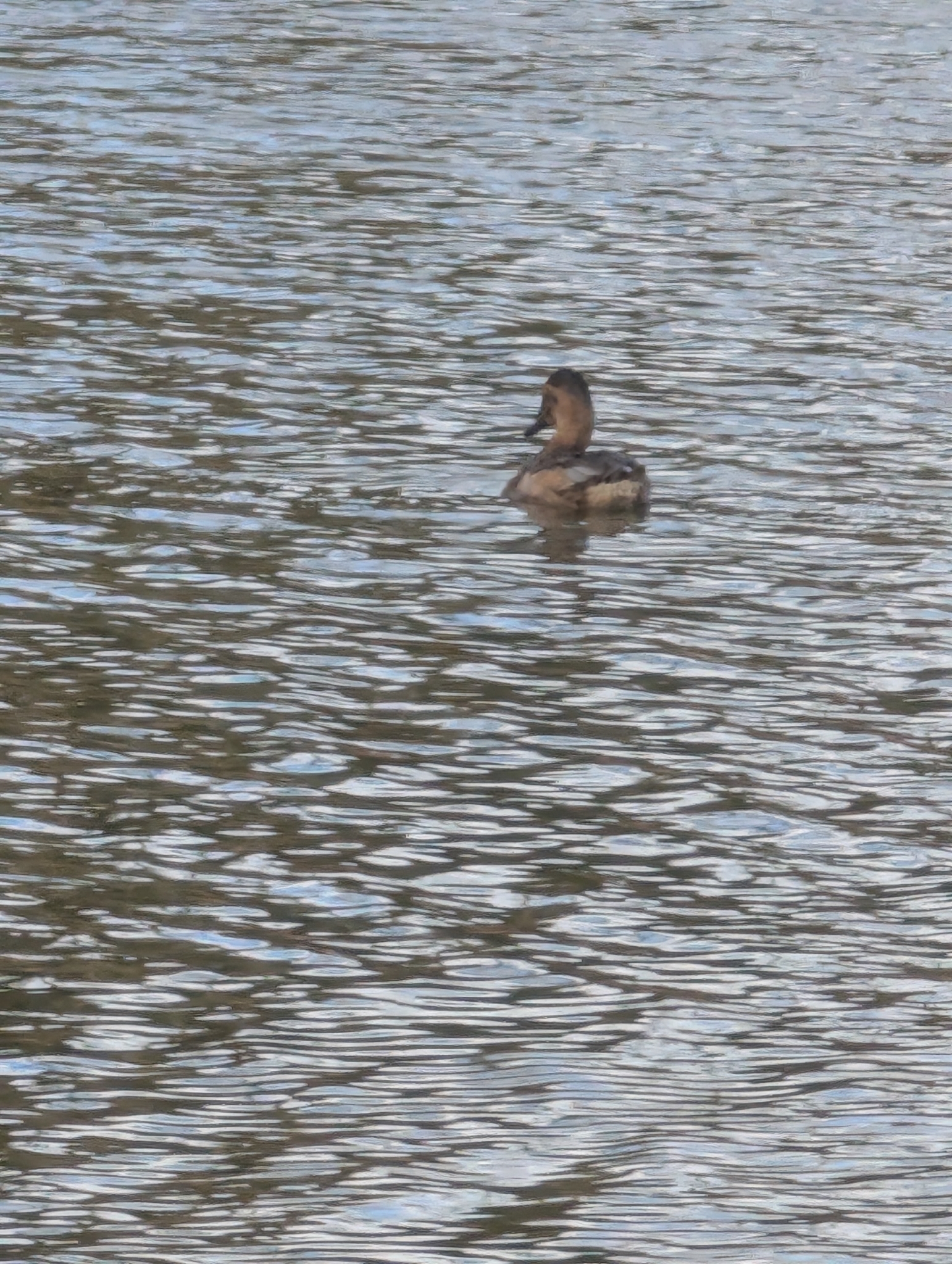 Canvasback (Aythya valisineria), photo 10