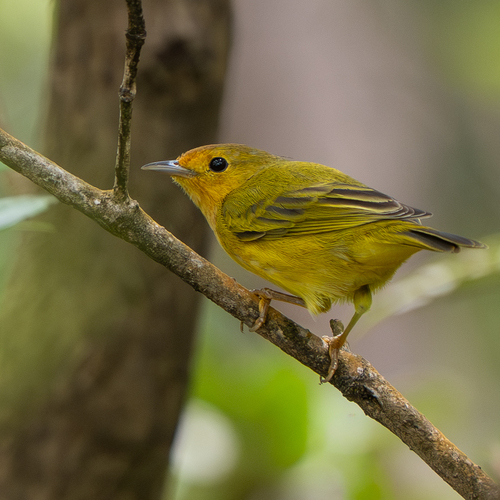 Mangrove Warbler (Setophaga petechia), photo 2