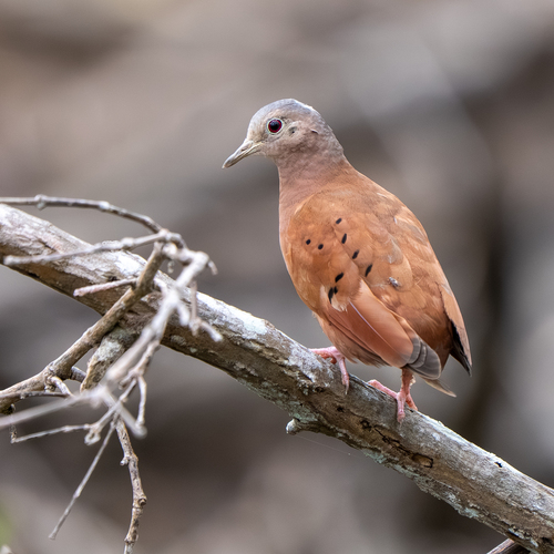 Ruddy Ground Dove (Columbina talpacoti), photo 4