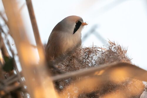 Bearded Reedling (Panurus biarmicus), photo 1