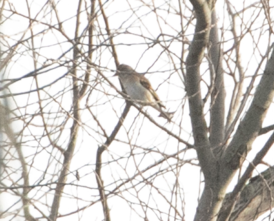 Brambling (Fringilla montifringilla), photo 5