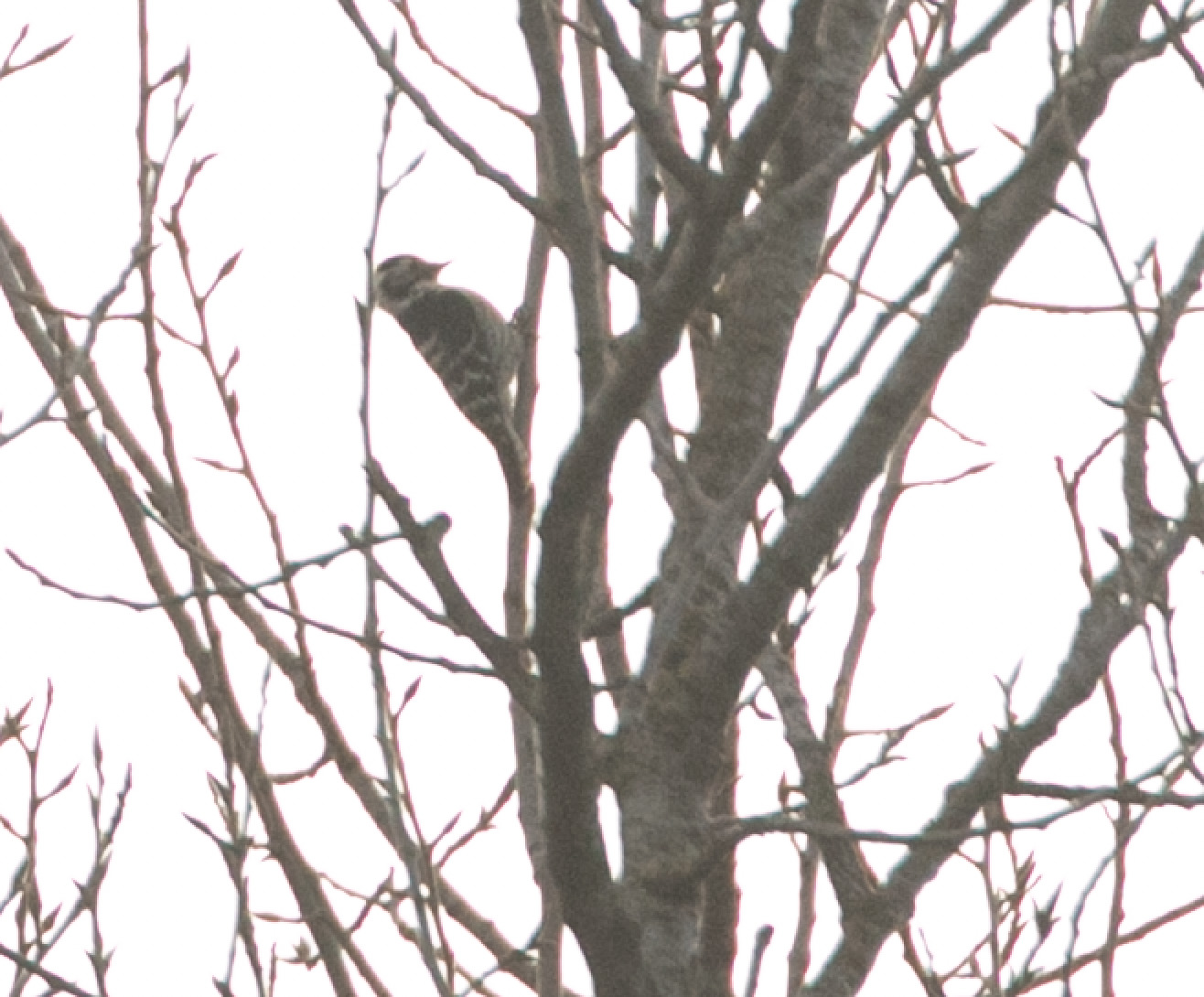 Lesser Spotted Woodpecker (Dryobates minor), photo 7