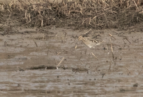 Common Snipe (Gallinago gallinago)