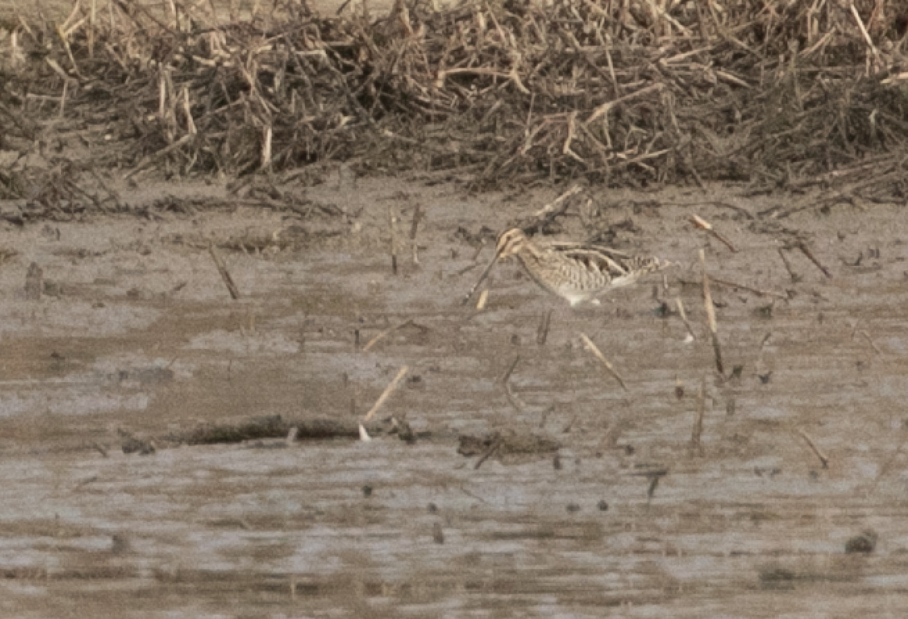 Common Snipe (Gallinago gallinago), photo 1