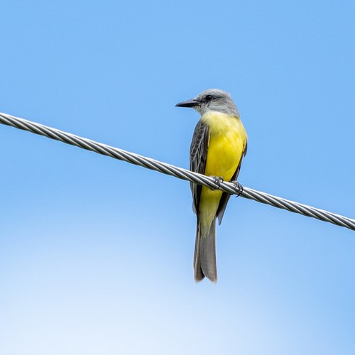 Tropical Kingbird (Tyrannus melancholicus), photo 6