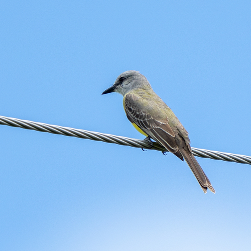 Tropical Kingbird (Tyrannus melancholicus), photo 7