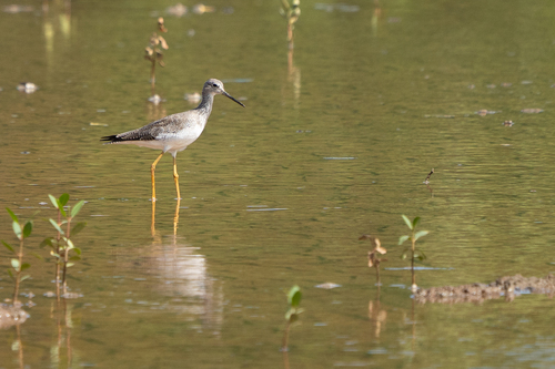Greater Yellowlegs (Tringa melanoleuca), photo 5