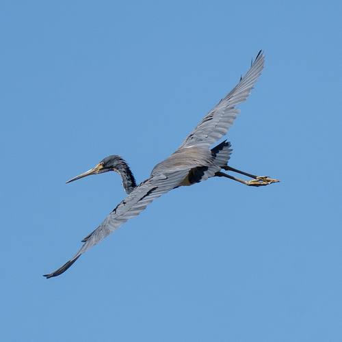 Tricolored Heron (Egretta tricolor), photo 5