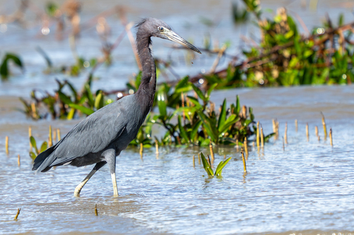 Little Blue Heron (Egretta caerulea), photo 6
