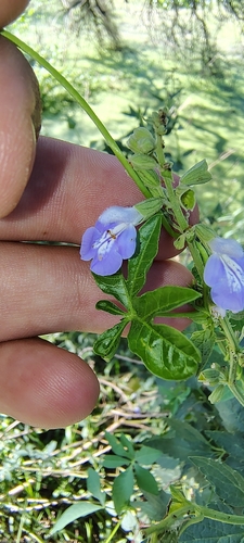 Pale sage (Salvia pallida)
