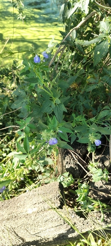 Salvia pallida, photograph 3