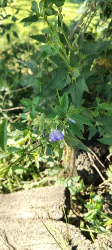 Salvia pallida, photograph 4