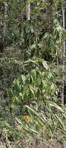 Philodendron hylaeae, photograph 1