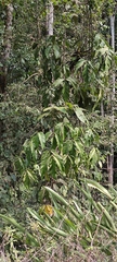Philodendron hylaeae