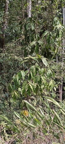 Philodendron hylaeae, photograph 2
