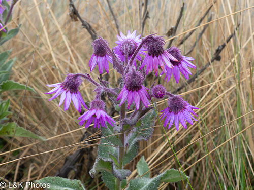 Senecio formosus, photograph 6
