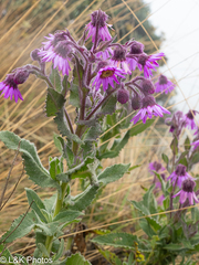 author not stated, no rights reserved Senecio formosus, photograph author not stated, no rights reserved