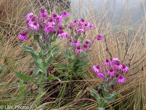 Senecio formosus, photograph 2