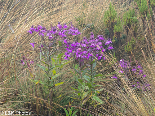 Senecio formosus, photograph 5