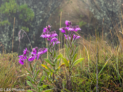author not stated, no rights reserved Senecio formosus, photograph author not stated, no rights reserved