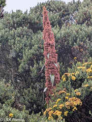 Rumex tolimensis