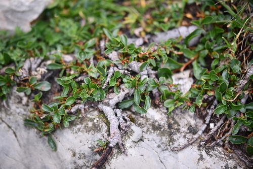 Retuse-leaved Willow (Salix retusa)