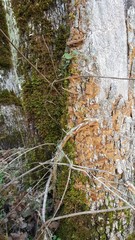 Fuscoporia ferruginosa