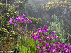 author not stated, no rights reserved Senecio formosus, photograph author not stated, no rights reserved