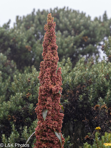 Rumex tolimensis, photograph 2