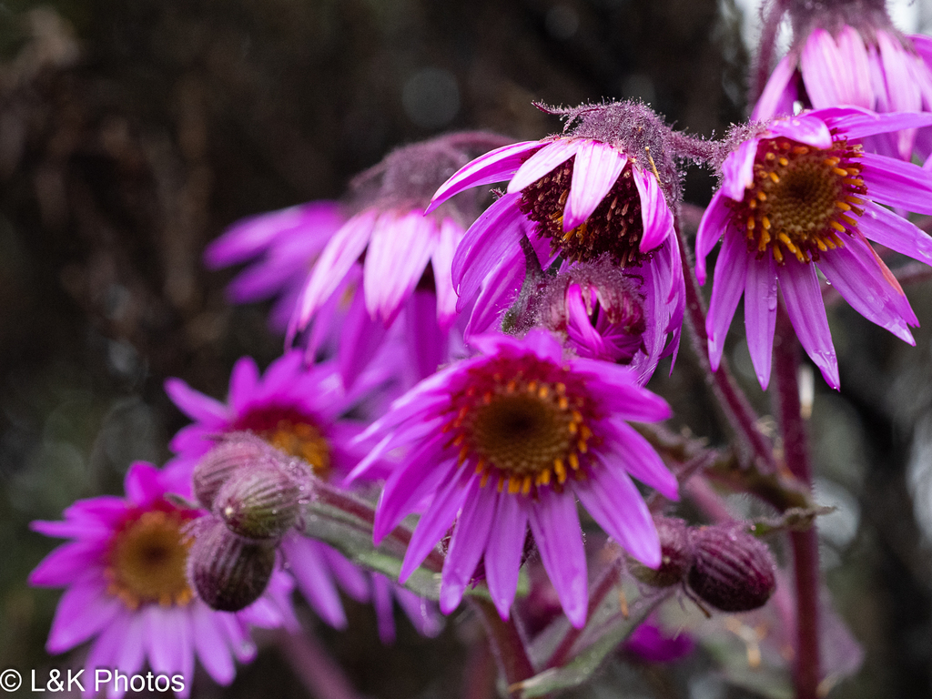 Senecio formosus; photograph author not stated, no rights reserved
