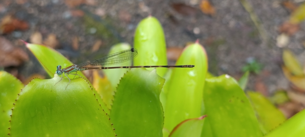 Leptagrion porrectum