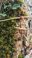 Fuscoporia ferruginosa