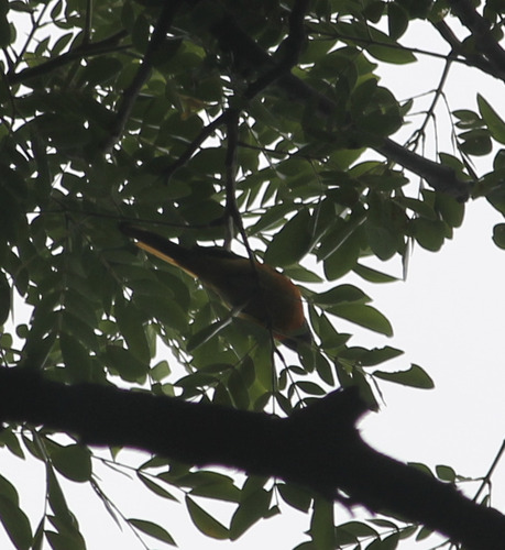 Pericrocotus cinnamomeus