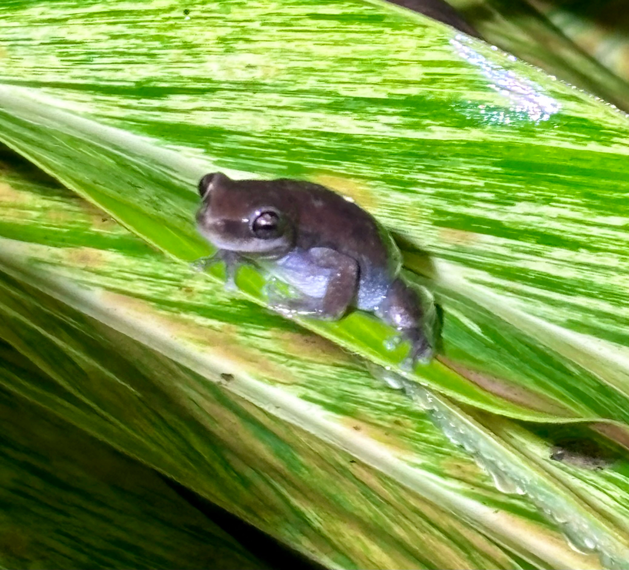 Litoria Tschudi, 1838