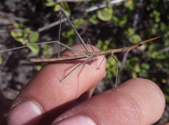 Microcoema acuminata