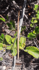 Microcoema acuminata