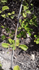 Microcoema acuminata