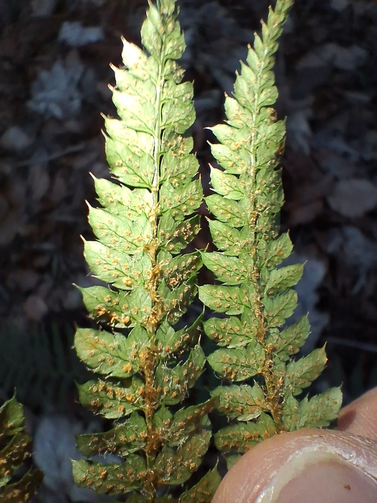 Bicknell's Holly Fern (Polystichum ×)