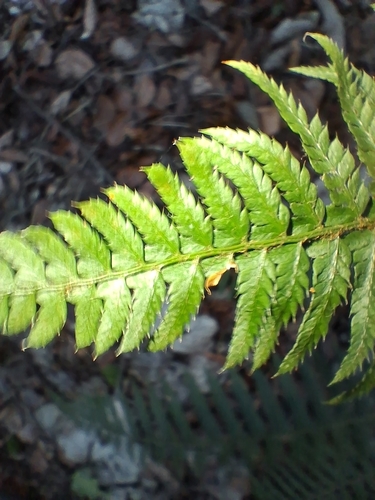 Polystichum × bicknellii, photograph 2