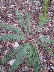 Polystichum × bicknellii, photograph (c) Sean Frederick Tuck, some rights reserved (CC BY)
