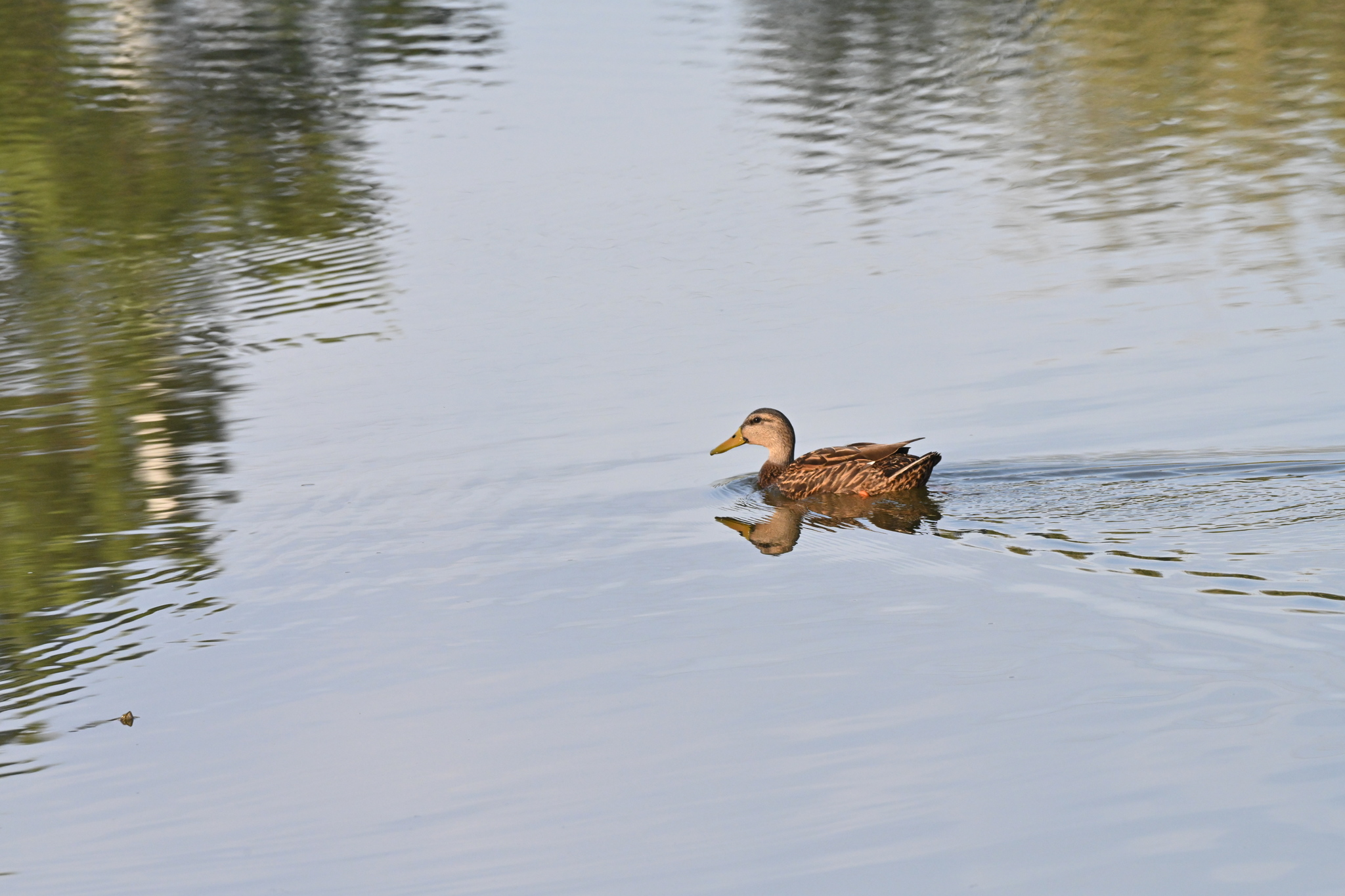 Mottled Duck in Sarasota, FL - Slide 4