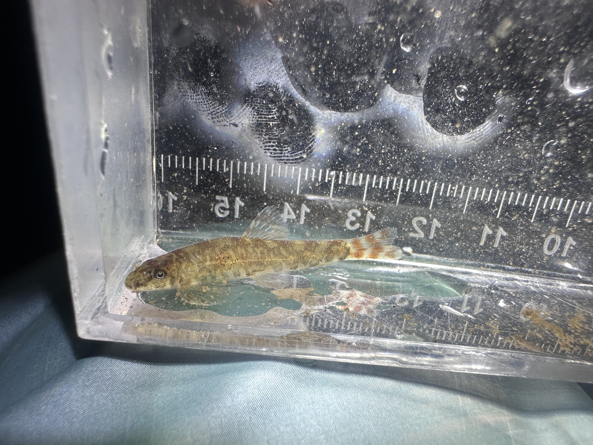 Broken-Band Hillstream Loach photo 5