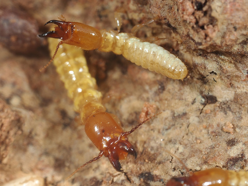 Sand Termites Sand Termites (Genus Psammotermes) · iNaturalist