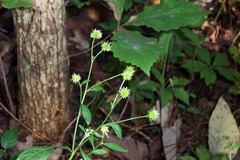 Verbesina walteri