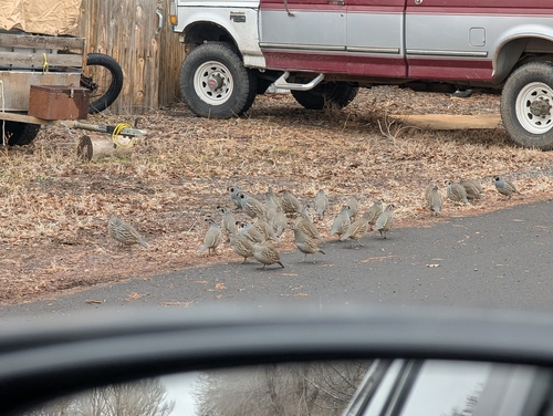 California Quail (Callipepla californica), photo 4