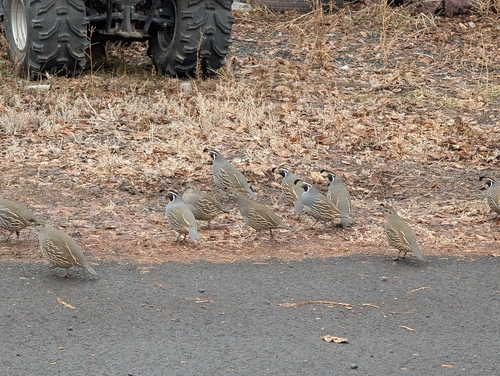 California Quail (Callipepla californica), photo 5