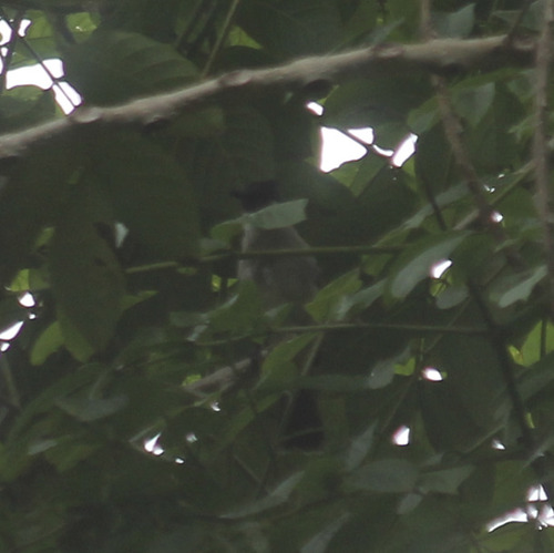 Pycnonotus aurigaster